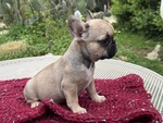 Cuccioli di Bulldog Francese - Foto n. 3