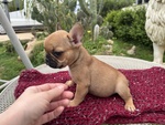 Cuccioli di Bulldog Francese - Foto n. 4
