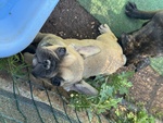 Cuccioli di Bulldog Francese - Foto n. 5