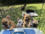 Cuccioli di Bulldog Francese - Foto n. 6