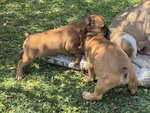 Cuccioli di Bulldog Francese - Foto n. 7