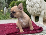 Cuccioli di Bulldog Francese - Foto n. 8