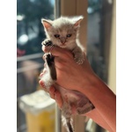 🐾 Bloom – una Fiorellina di neve in Cerca di una casa Futura 🐾 - Foto n. 1