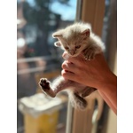 🐾 Bloom – una Fiorellina di neve in Cerca di una casa Futura 🐾 - Foto n. 2