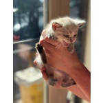 🐾 Bloom – una Fiorellina di neve in Cerca di una casa Futura 🐾 - Foto n. 3