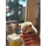 🐾 Bloom – una Fiorellina di neve in Cerca di una casa Futura 🐾 - Foto n. 4