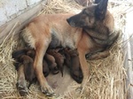 Pastore Belga Malinois Allevamento e Cuccioli in Puglia Campania Basilicata Calabria - Foto n. 1