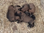 Pastore Belga Malinois Allevamento e Cuccioli in Puglia Campania Basilicata Calabria - Foto n. 2