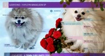 Pomerania Cucciolo Spitz Tedesco Nano - Foto n. 1