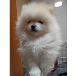 Pomerania Cucciolo Spitz Tedesco Nano - Foto n. 2