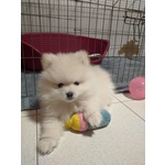 Pomerania Cucciolo Spitz Tedesco Nano - Foto n. 3