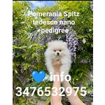 Pomerania Cucciolo Spitz Tedesco Nano - Foto n. 4