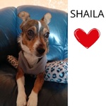 🐶 Altra Razza maschio di 6 anni e 4 mesi in adozione a Latina (LT) e in tutta Italia da associazione animali