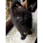 Gattini Adorabili in Regalo - Foto n. 2