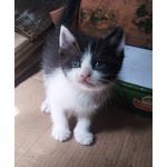 Gattini Adorabili in Regalo - Foto n. 3