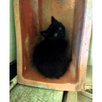 Gattini Adorabili in Regalo - Foto n. 5