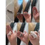Topi Maschio di 3 Settimane (cucciolo) in Adozione a Milano (mi) e in Tutta Italia da Privato