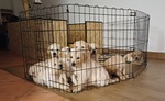 🐶 Golden Retriever di 2 mesi in vendita a Corciano (PG) e in tutta Italia da privato