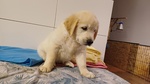 Cuccioli di Golden Retriever - Foto n. 2