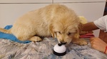 Cuccioli di Golden Retriever - Foto n. 3