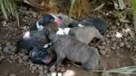 Cuccioli Amstaff con Pedigree a bari in Puglia - Foto n. 1