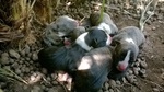 Cuccioli Amstaff con Pedigree a bari in Puglia - Foto n. 2