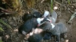 Cuccioli Amstaff con Pedigree a bari in Puglia - Foto n. 3