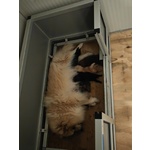 Cuccioli Spitz Tedesco Piccolo ( Kleinspitz ) - Foto n. 2