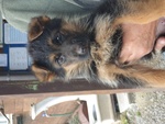 Ultime 2 Cucciole di Pastore Tedesco alta Genealogia - Foto n. 1
