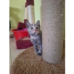 Greys Dolce Micina Cerca Adozione - Foto n. 1