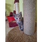 Greys Dolce Micina Cerca Adozione - Foto n. 2