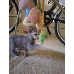 Greys Dolce Micina Cerca Adozione - Foto n. 4