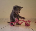 Greys Dolce Micina Cerca Adozione - Foto n. 5