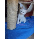 🐱 Europeo maschio di 2 mesi in adozione a Milano (MI) da privato
