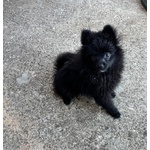 🐶 Spitz Tedesco nano maschio in vendita a Frosinone (FR) e in tutta Italia da privato