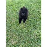 Splendidi Spitz di Pomerania - Foto n. 2