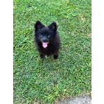 Splendidi Spitz di Pomerania - Foto n. 3