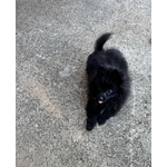 Splendidi Spitz di Pomerania - Foto n. 4