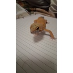 Geco Leopardino Super hypo Carrot Tail - Foto n. 4
