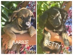 Barbie e Betty Dolci Cucciole 3 mesi Cercano Adozione - Foto n. 1