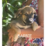 Barbie e Betty Dolci Cucciole 3 mesi Cercano Adozione - Foto n. 2