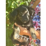 Barbie e Betty Dolci Cucciole 3 mesi Cercano Adozione - Foto n. 3