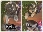 🐶 Altra Razza femmina di 3 mesi in adozione a Latina (LT) e in tutta Italia da associazione animali