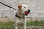 Goran in adozione