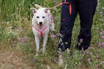 Tracy in Adozione - Foto n. 2