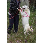 Tracy in Adozione - Foto n. 4