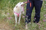 Tracy in Adozione - Foto n. 5