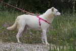 Tracy in Adozione - Foto n. 6
