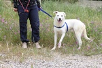 Nino in Adozione - Foto n. 2