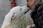 Nino in Adozione - Foto n. 4